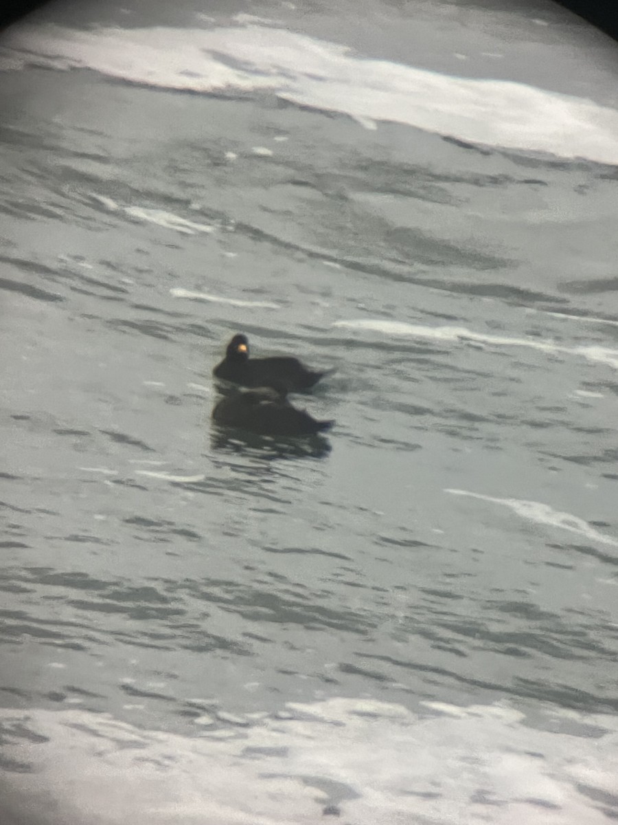 Black Scoter - ML612790803