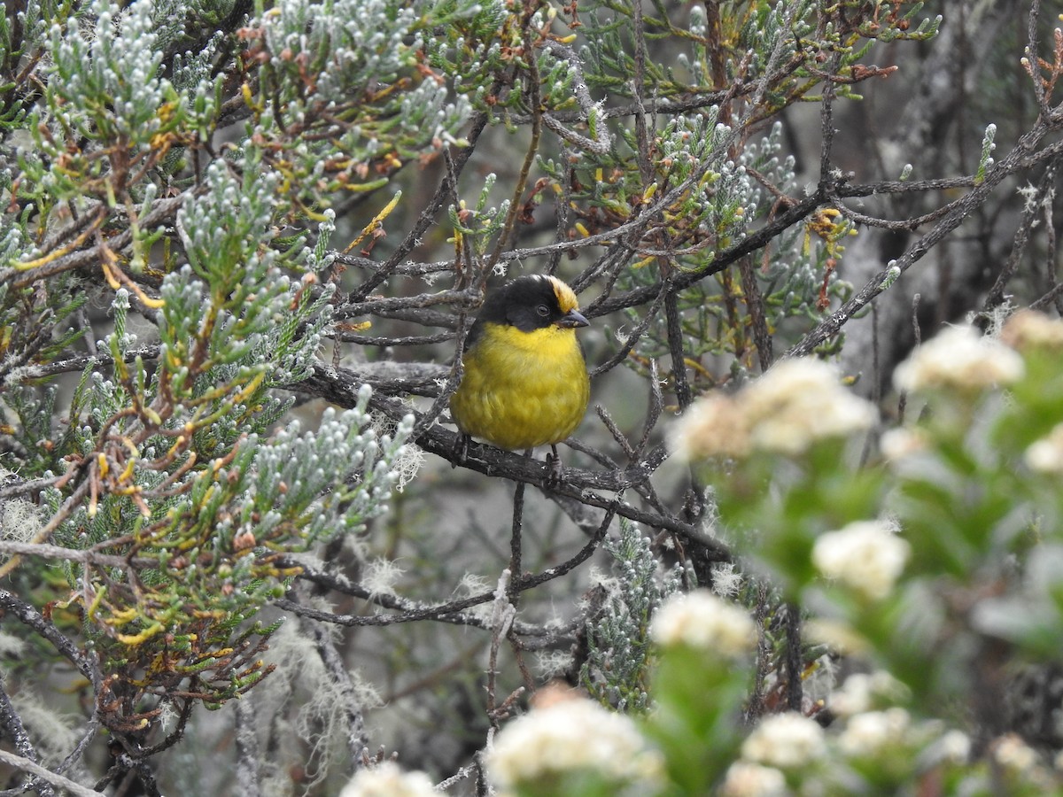 Pale-naped Brushfinch - ML612790945