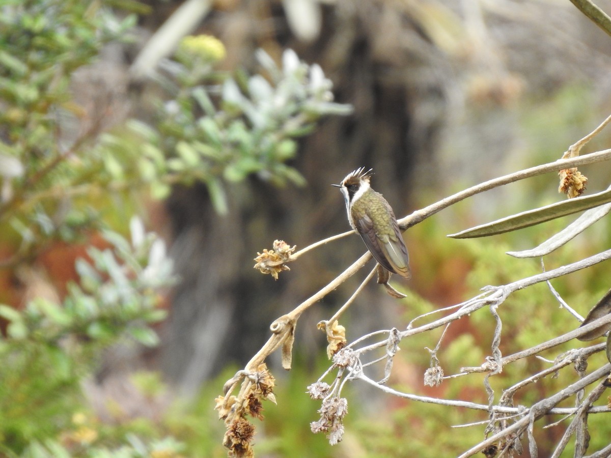 kolibřík přílbový - ML612790981