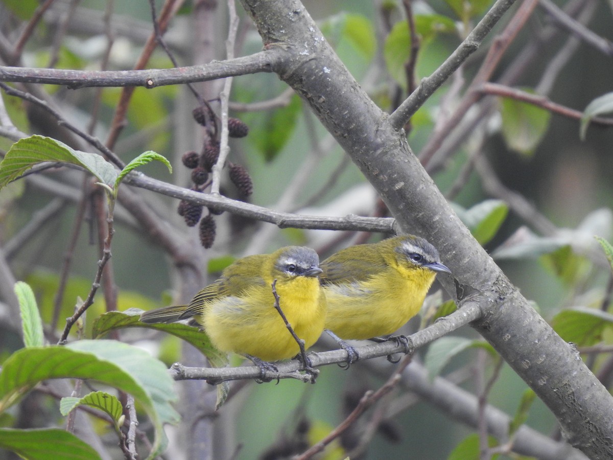 Superciliaried Hemispingus - ML612791127