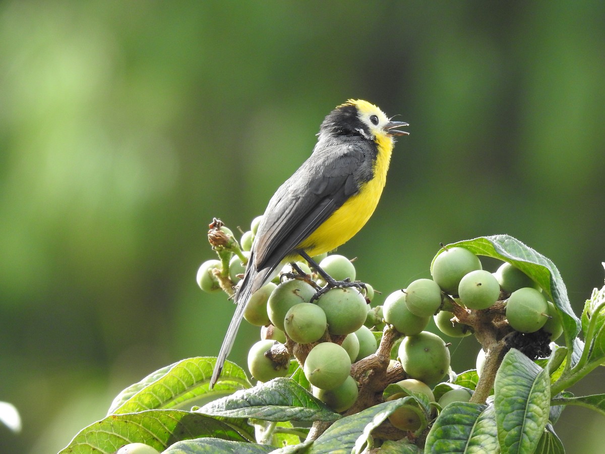 Golden-fronted Redstart - ML612791180