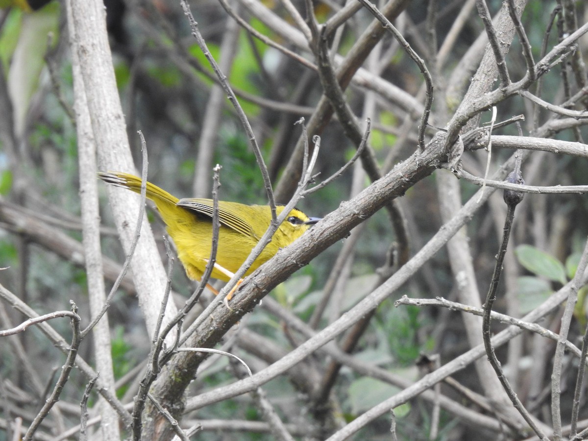 Black-crested Warbler - ML612791204