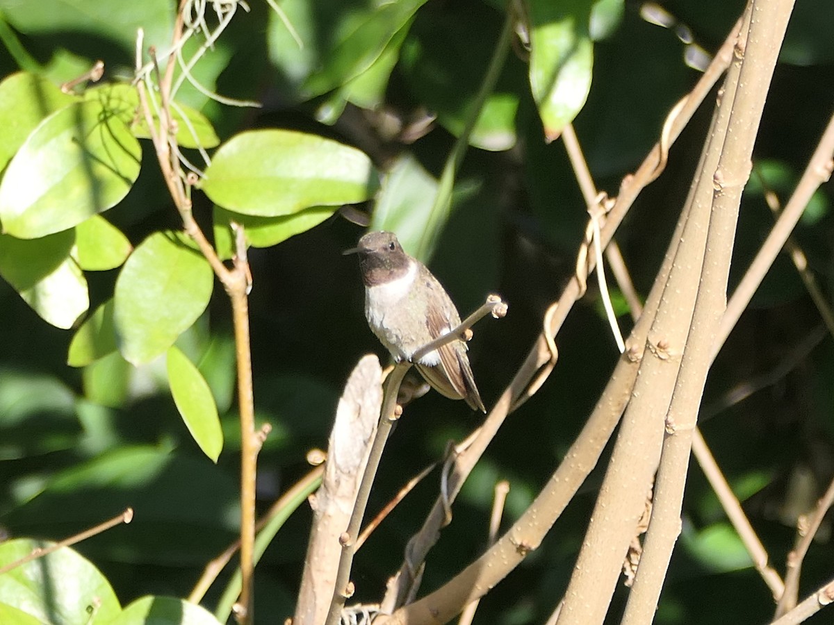 Black-chinned Hummingbird - ML612791228