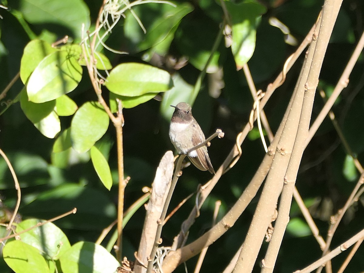 Black-chinned Hummingbird - ML612791229