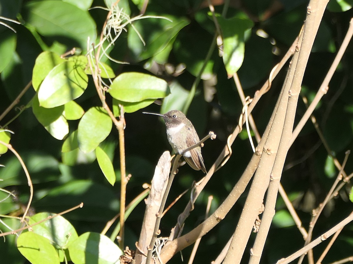Black-chinned Hummingbird - ML612791230