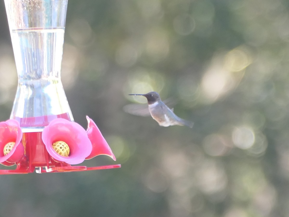 Black-chinned Hummingbird - ML612791238