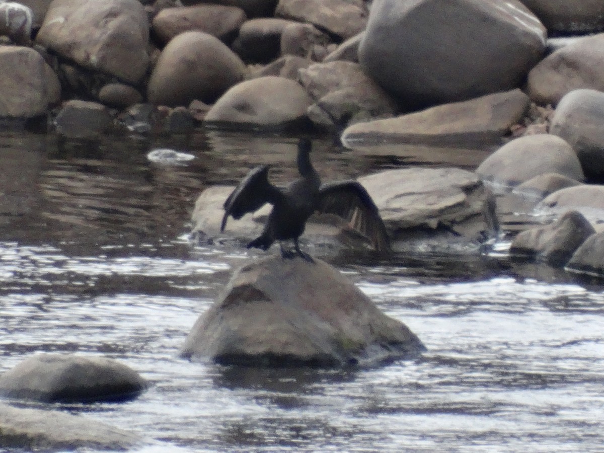 Neotropic Cormorant - ML612791322