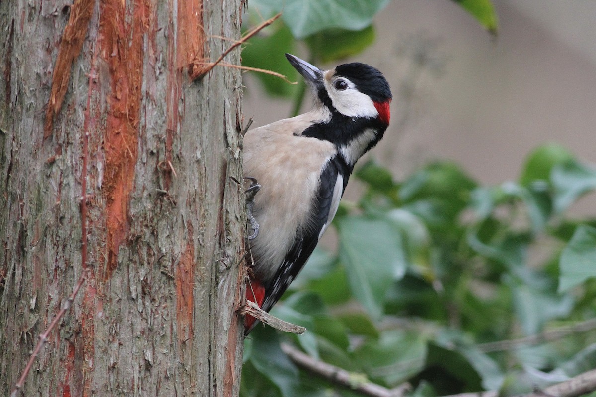 Great Spotted Woodpecker - Rainer Seifert