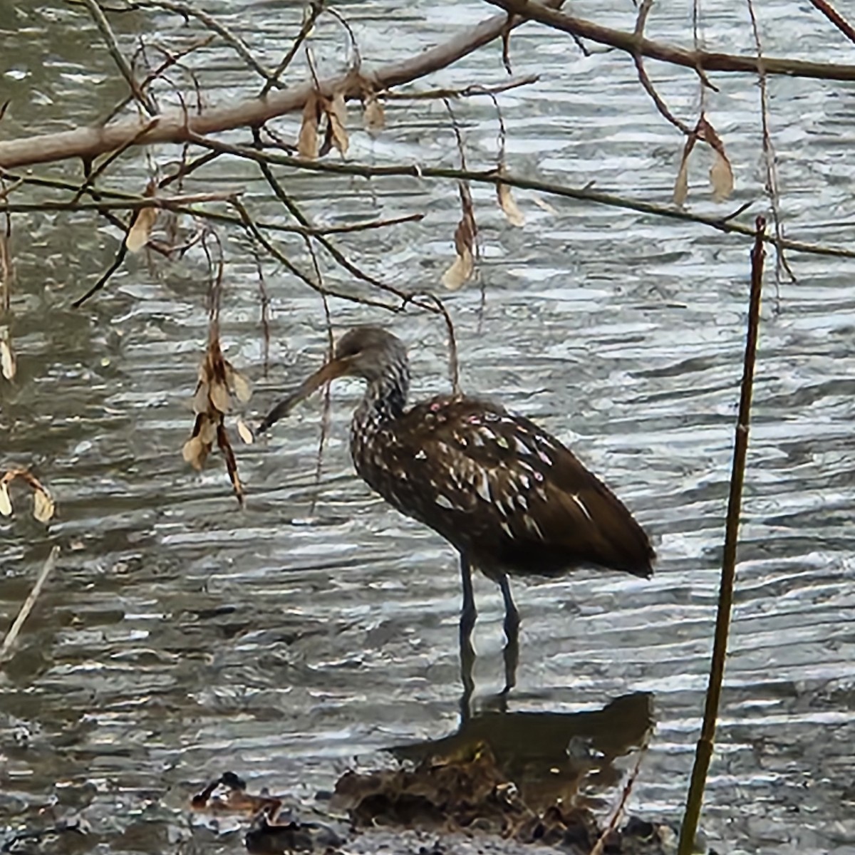 Limpkin - Damien Simbeck