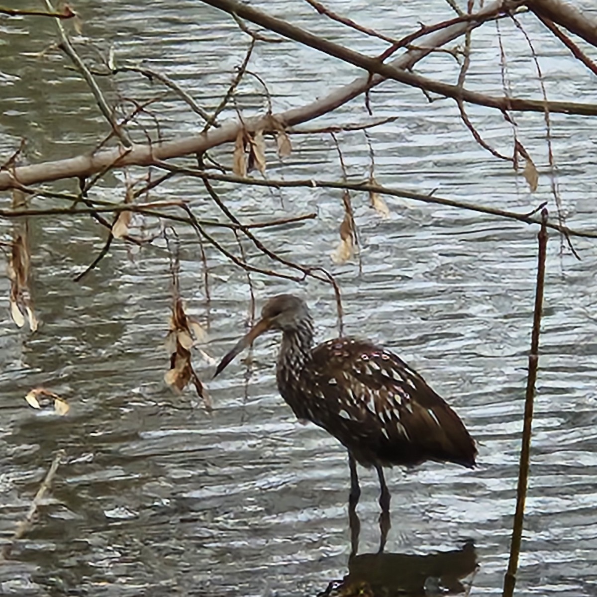 Limpkin - Damien Simbeck