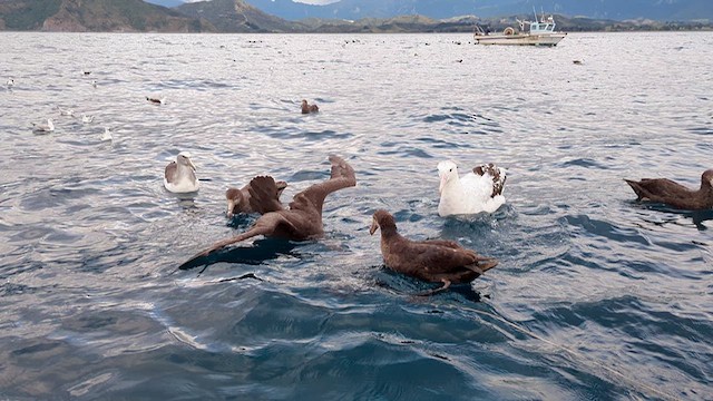 Northern Giant-Petrel - ML612791428