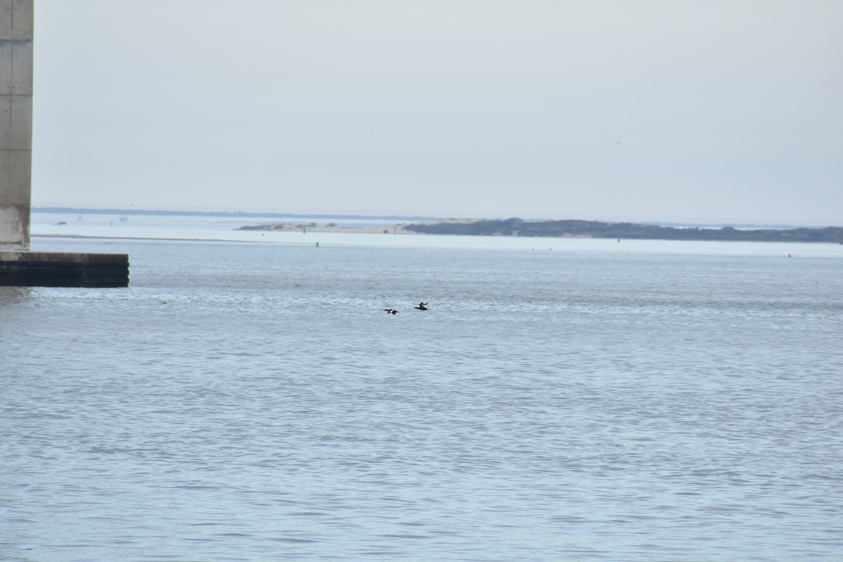 White-winged Scoter - ML612791439