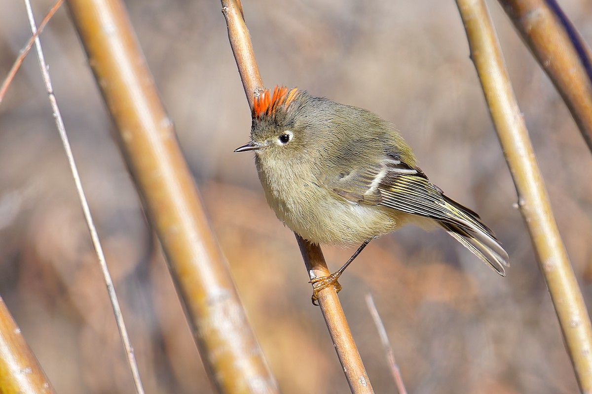 Ruby-crowned Kinglet - Bob Walker