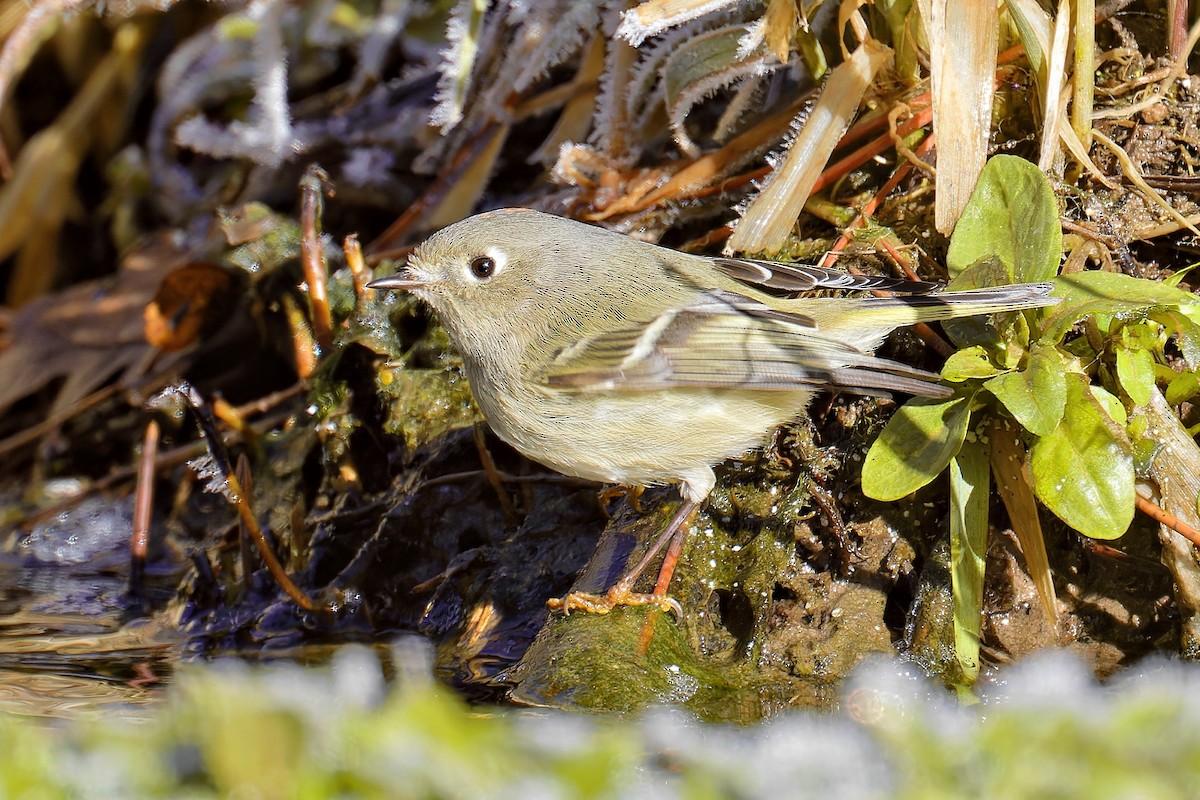 Ruby-crowned Kinglet - ML612791470