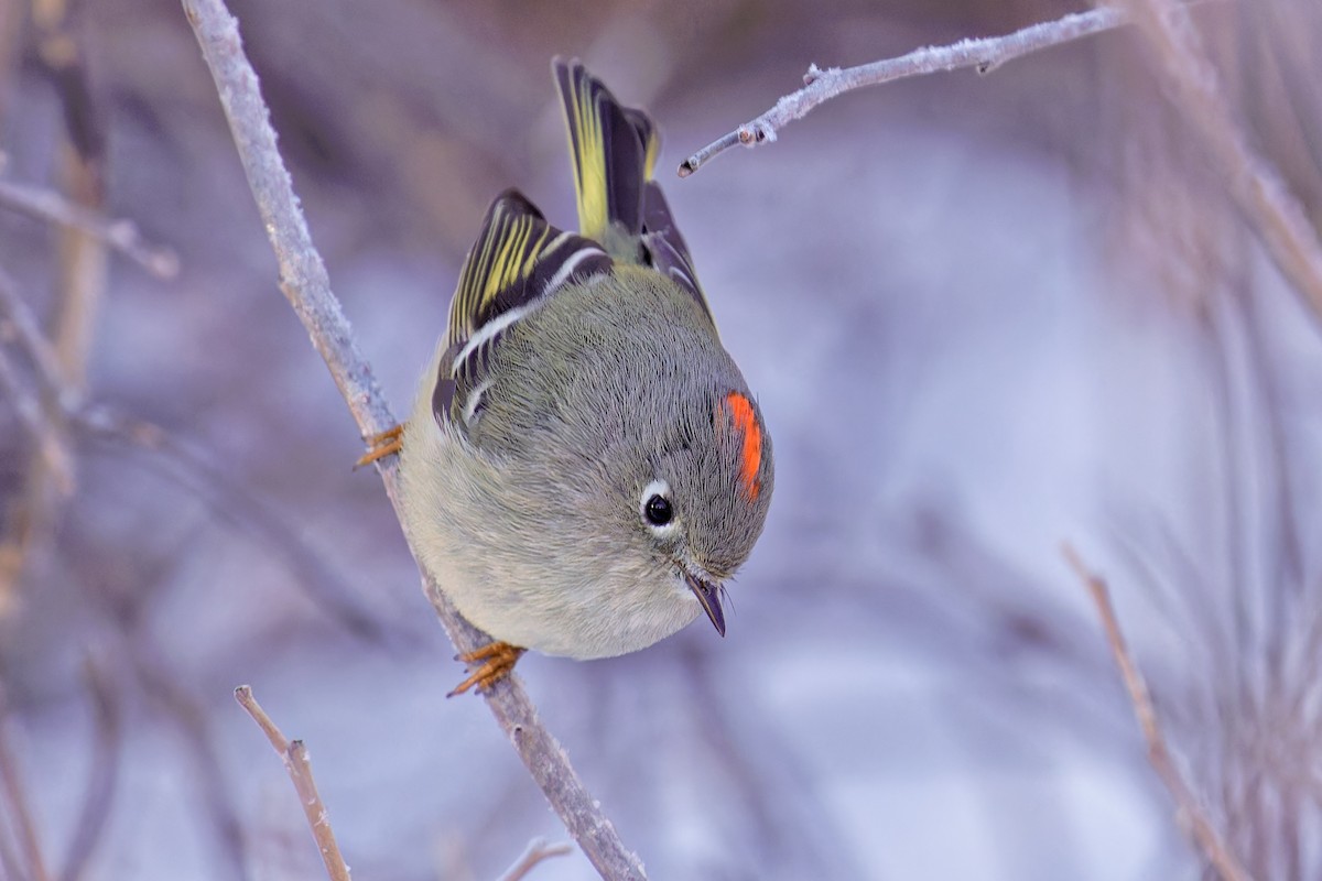 Ruby-crowned Kinglet - Bob Walker