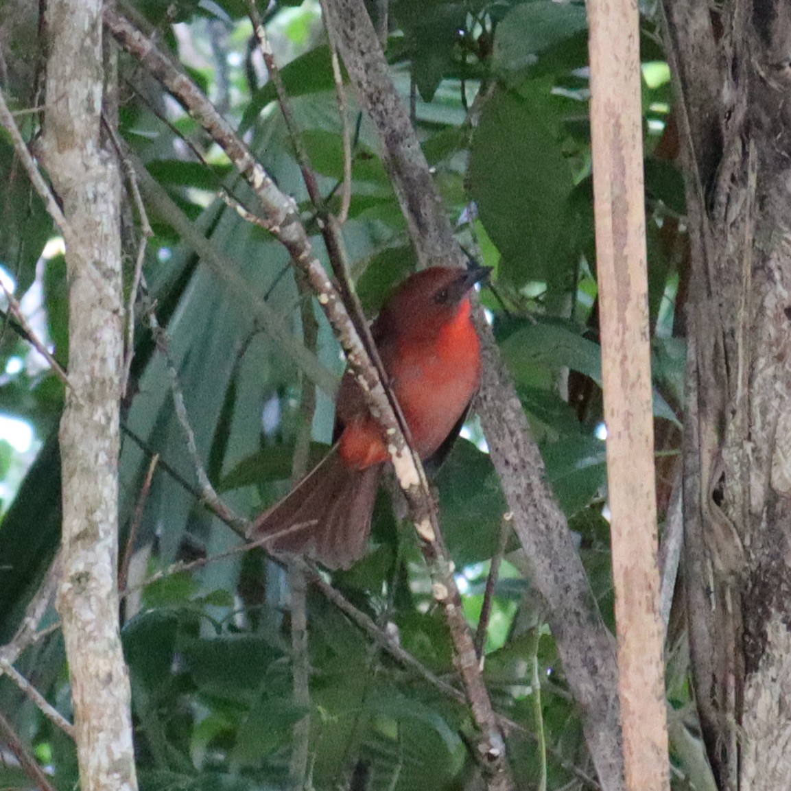 Red-throated Ant-Tanager - ML612791499