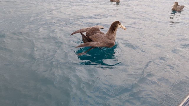 Northern Giant-Petrel - ML612791555