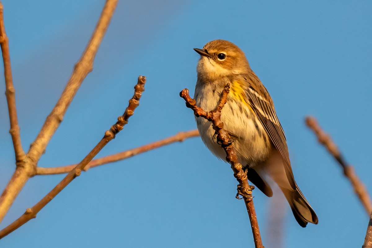 Yellow-rumped Warbler - Kayann Cassidy