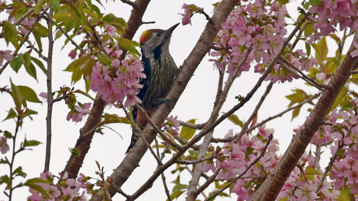 Brown-fronted Woodpecker - ML612791667