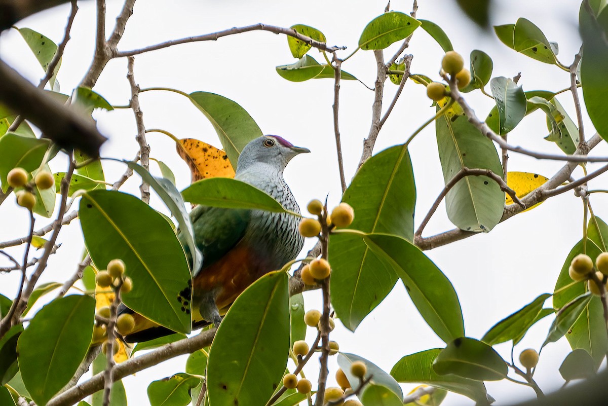 Rose-crowned Fruit-Dove - ML612791725