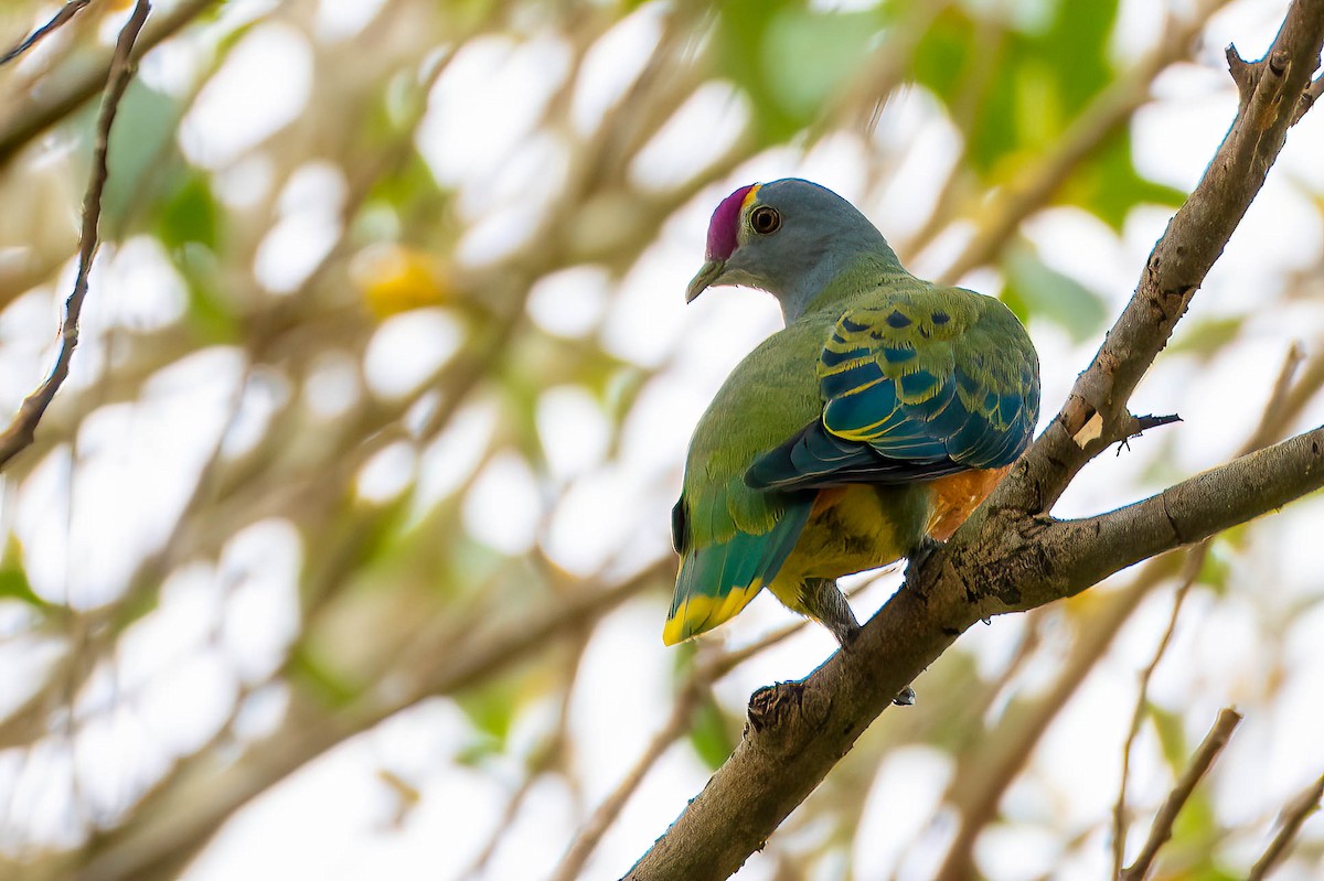 Rose-crowned Fruit-Dove - ML612791726