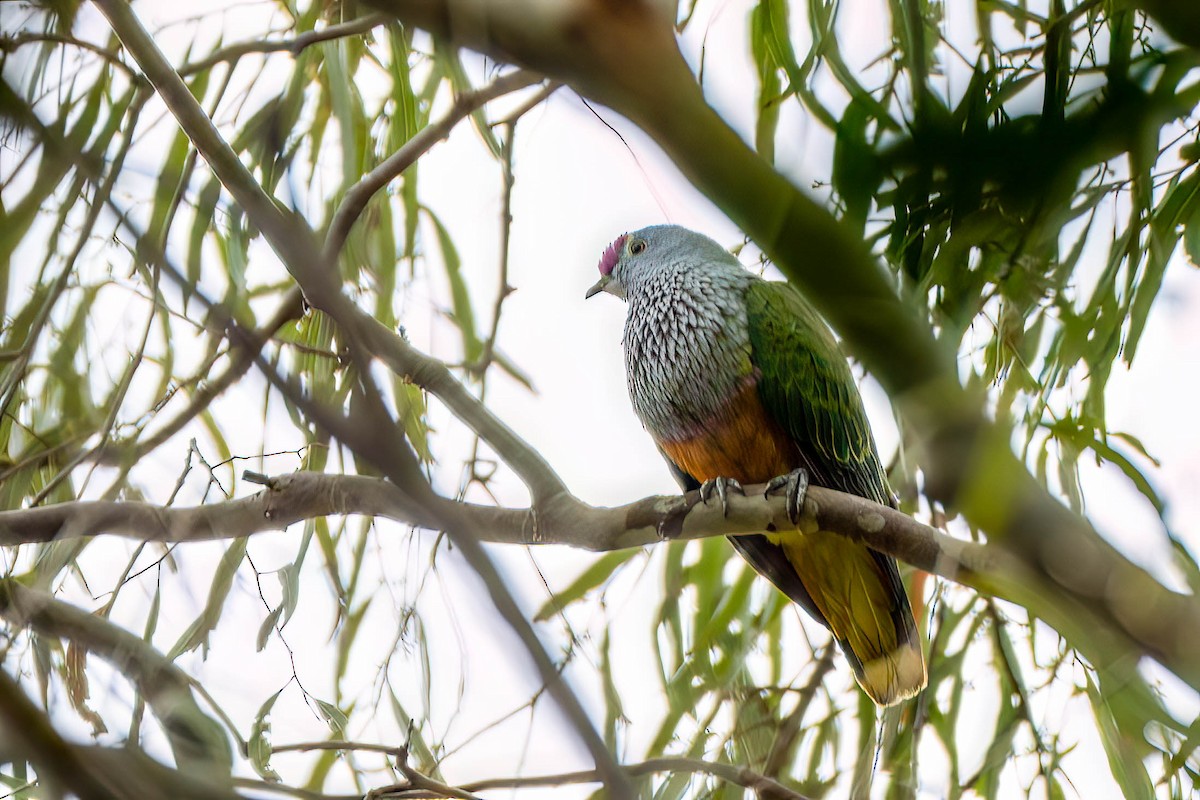 Rose-crowned Fruit-Dove - ML612791727