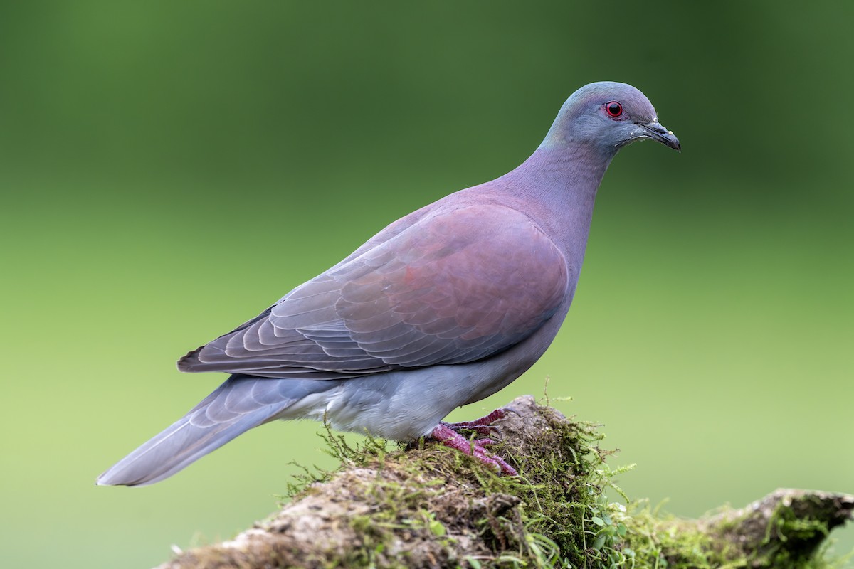 Pale-vented Pigeon - ML612791780