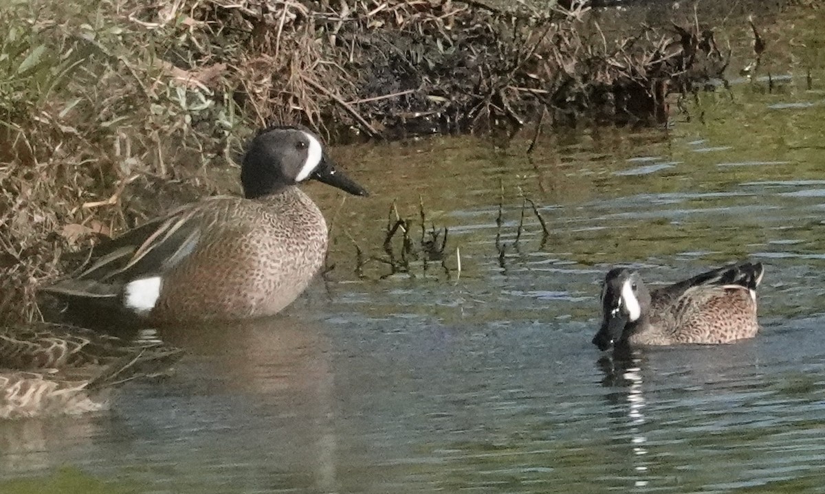 Blue-winged Teal - ML612791801