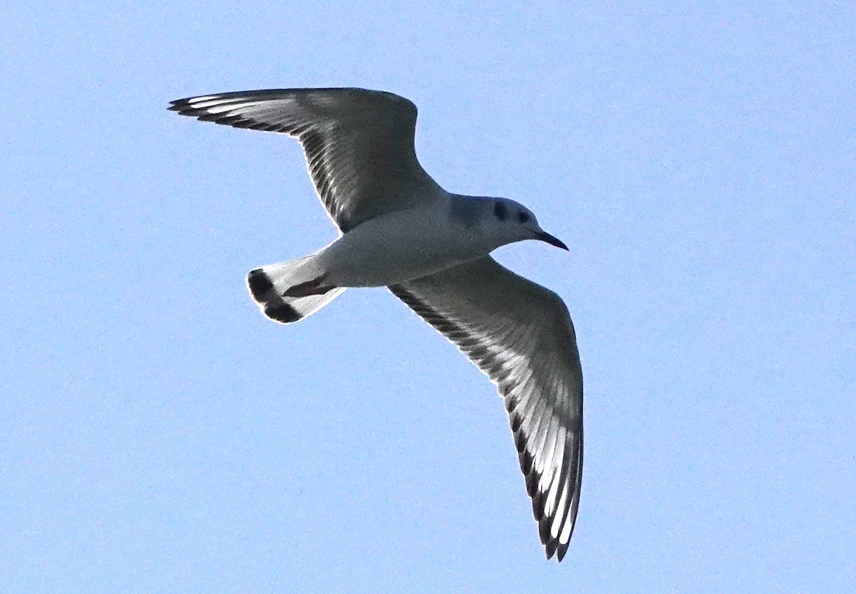 Bonaparte's Gull - ML612791807