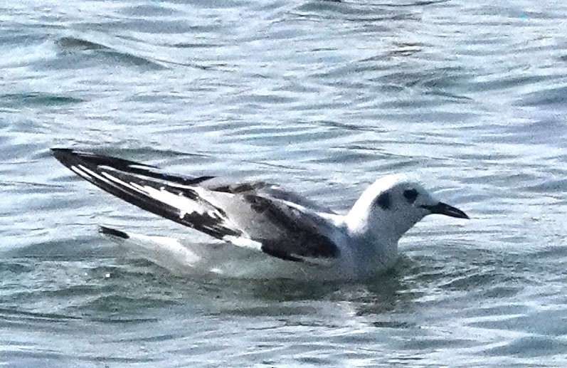 Bonaparte's Gull - ML612791809