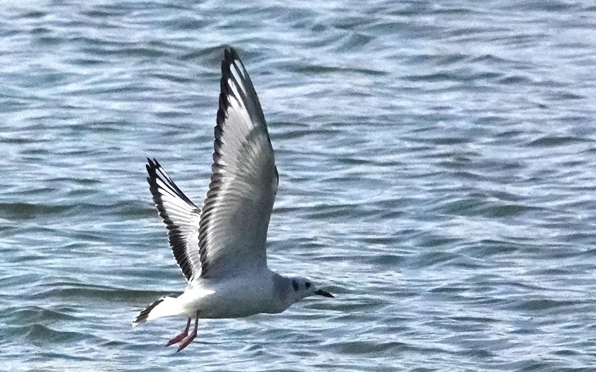 Bonaparte's Gull - ML612791810