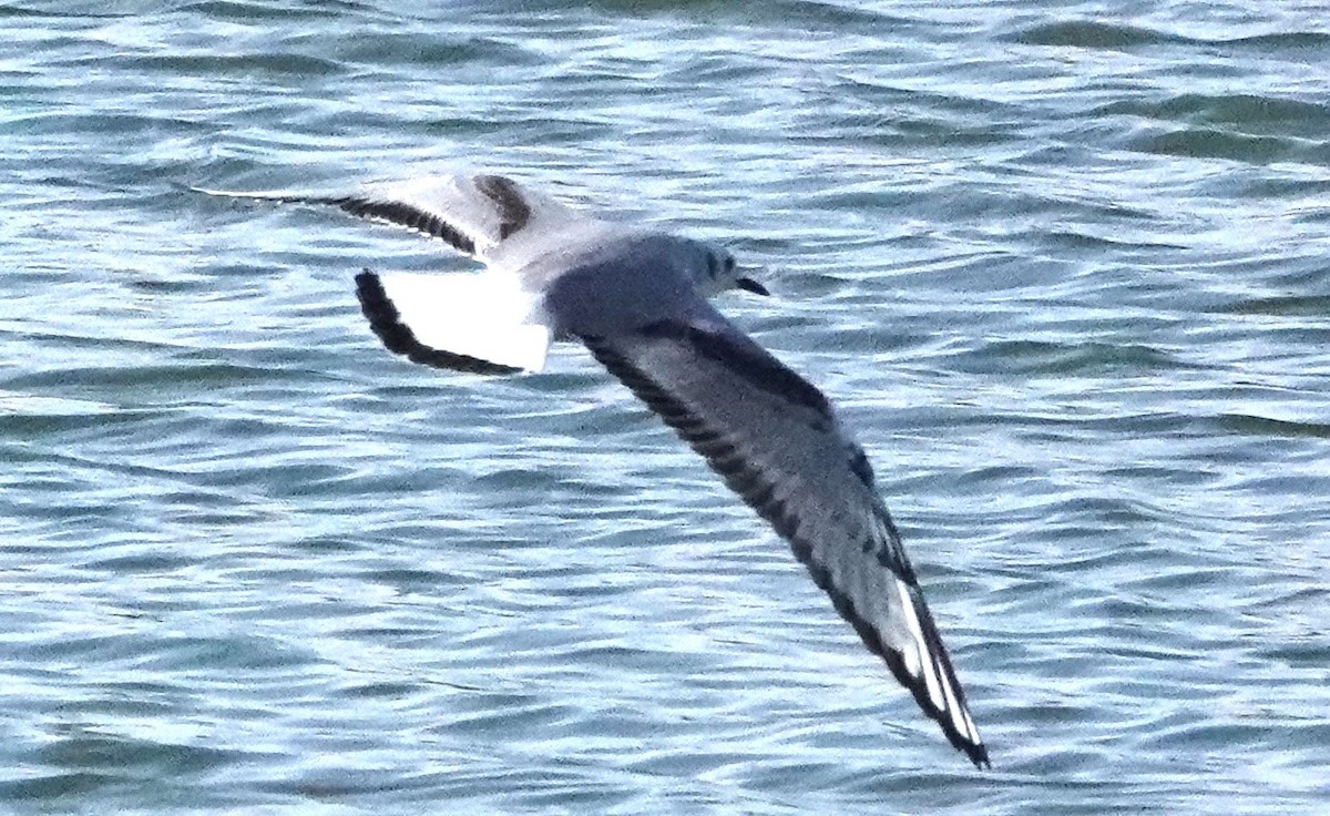 Bonaparte's Gull - Chuck Hignite