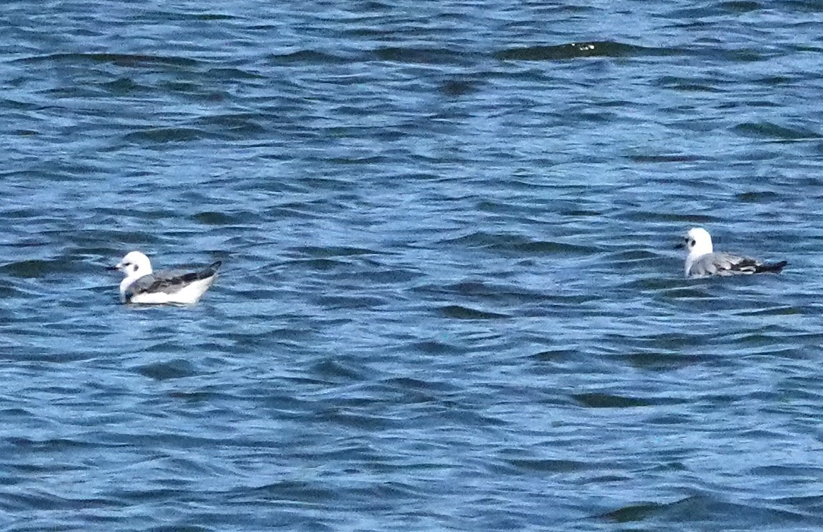 Bonaparte's Gull - Chuck Hignite