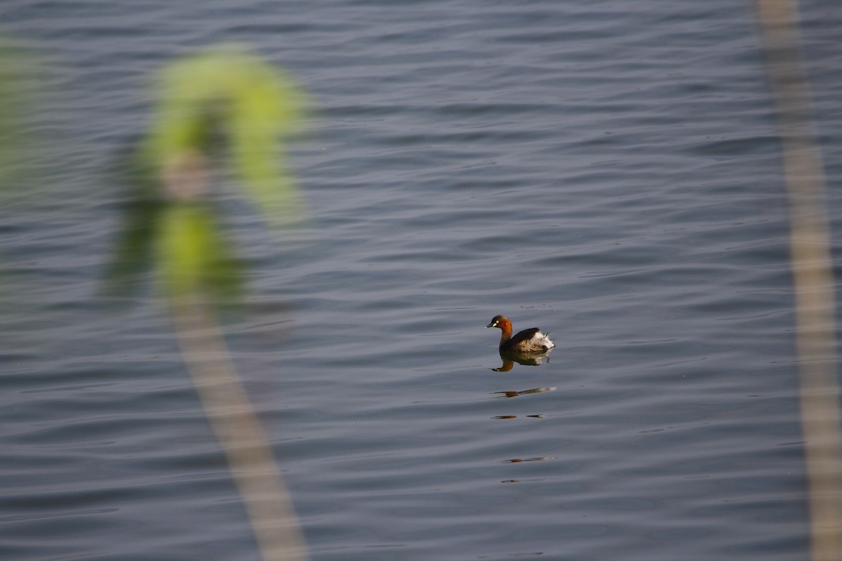 Little Grebe - ML612791947