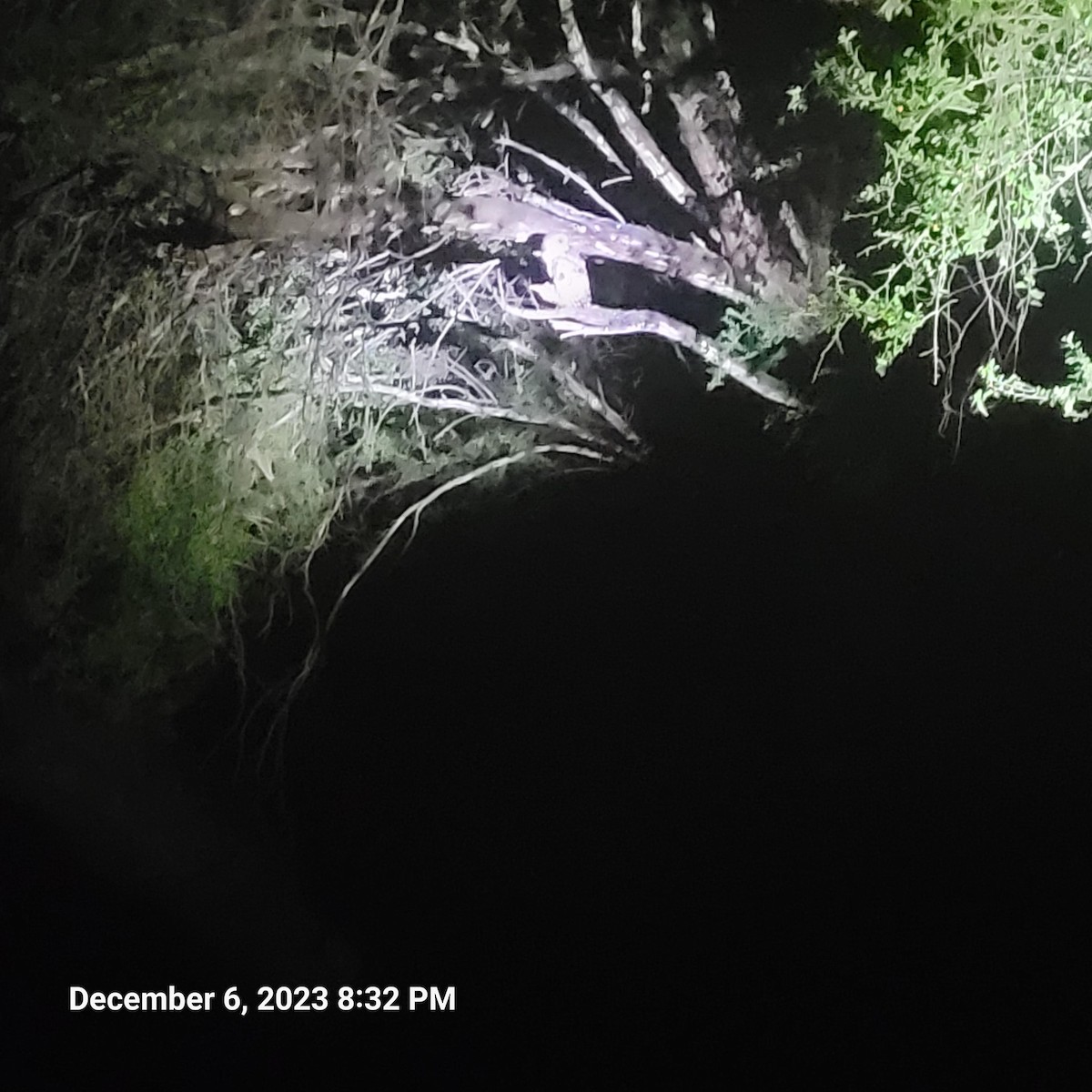 Mottled Owl - ML612791999