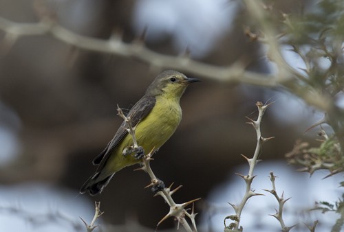 Pygmy Sunbird - Johannes Ferdinand