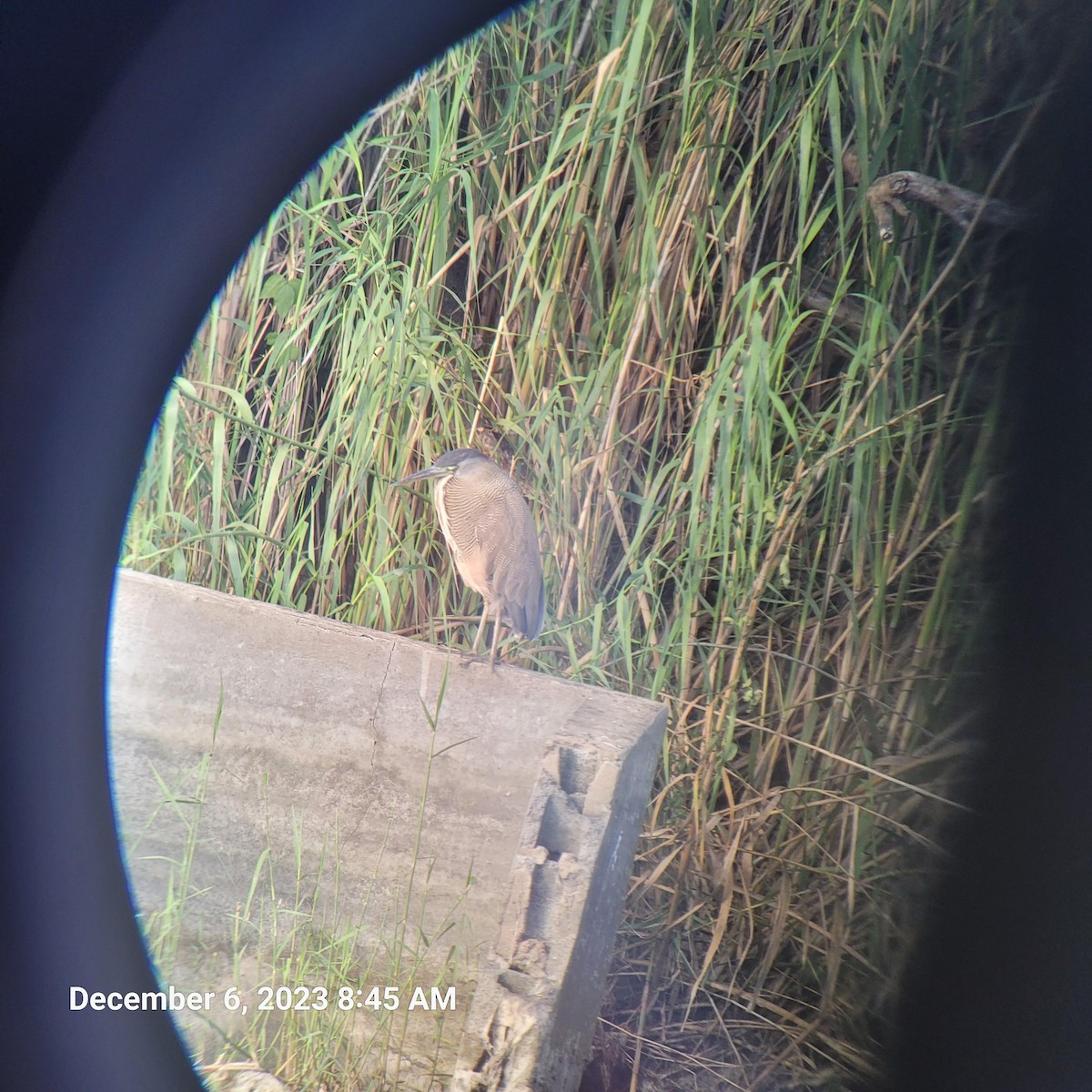 Bare-throated Tiger-Heron - ML612792035