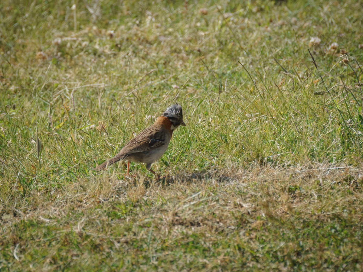 Rufous-collared Sparrow - ML612792045