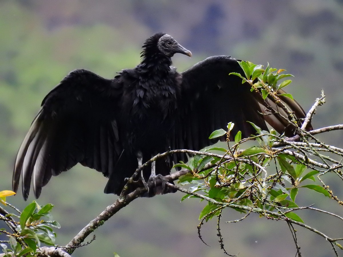 Black Vulture - Esteban Poveda