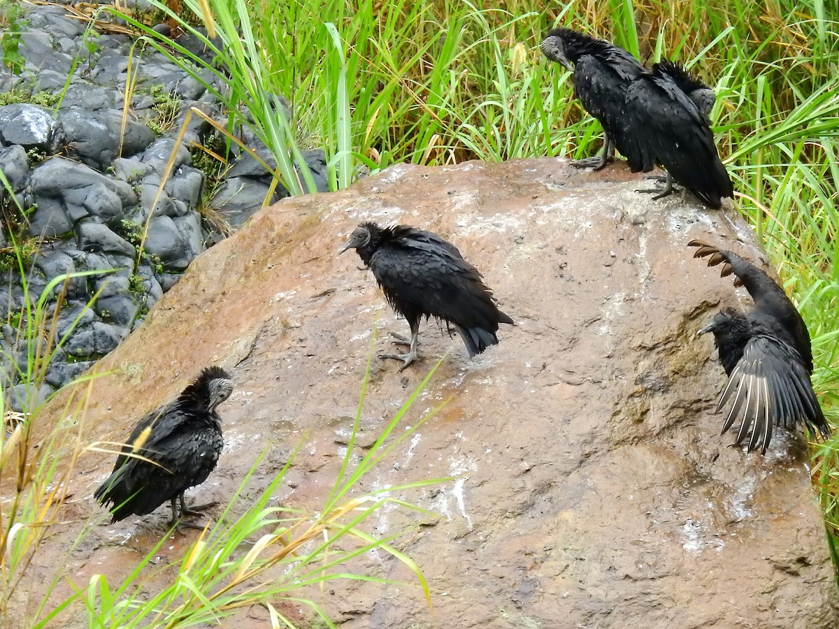 Black Vulture - ML612792133