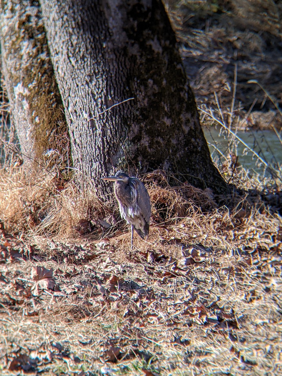 Great Blue Heron - ML612792197