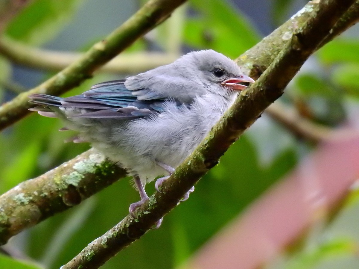 Blue-gray Tanager - Esteban Poveda