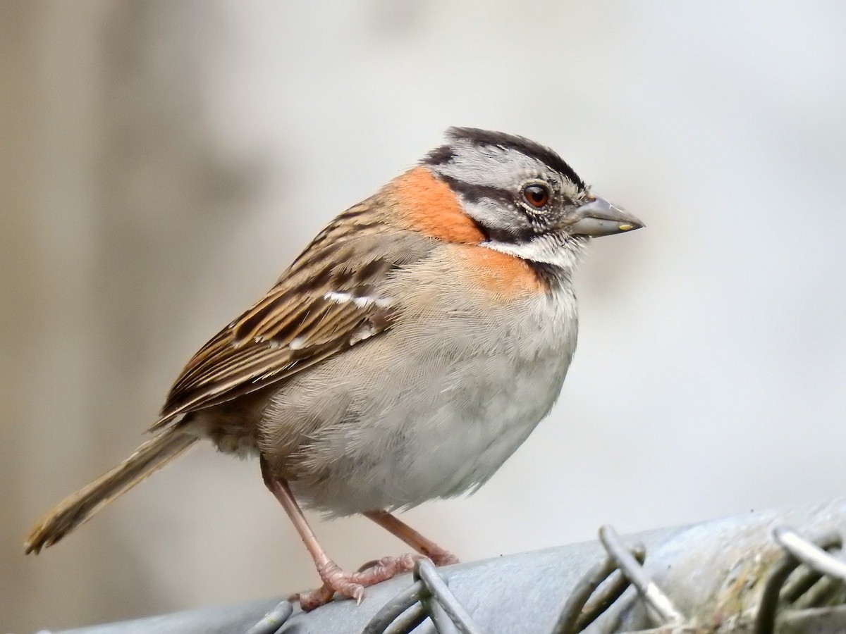 Rufous-collared Sparrow - ML612792231