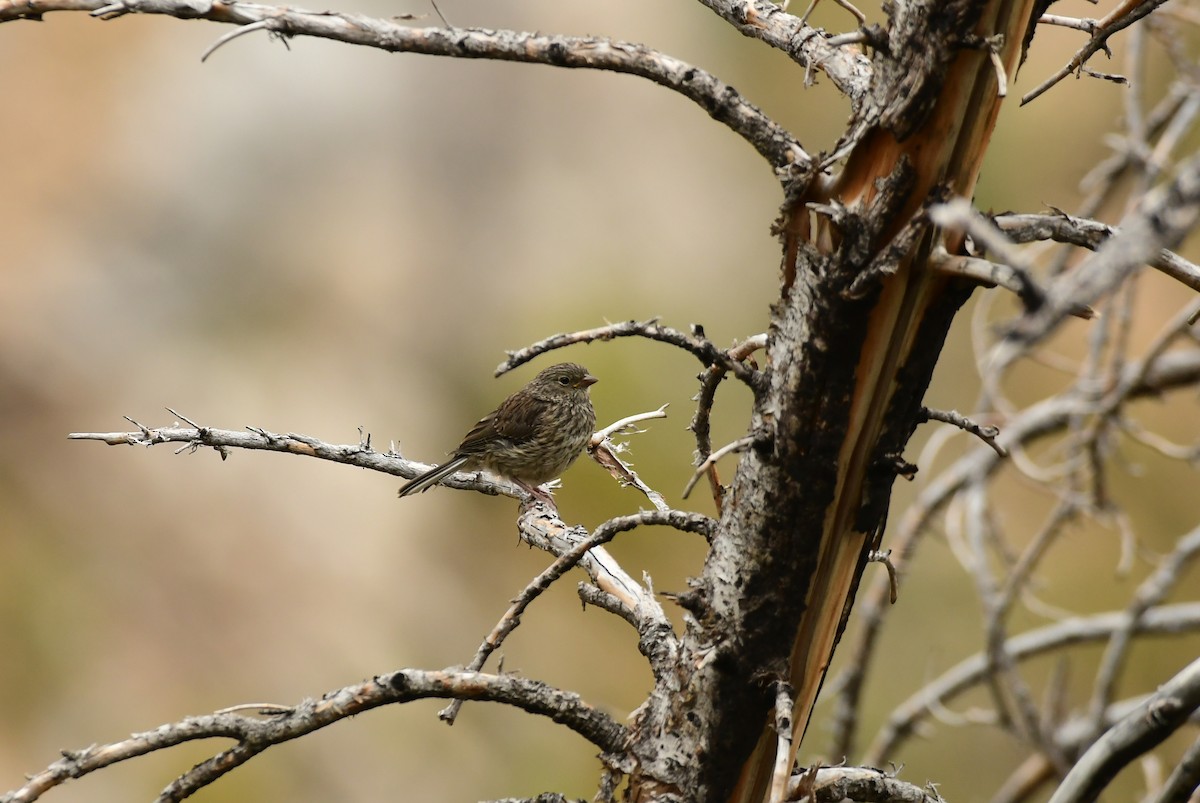 Dark-eyed Junco - ML612792240