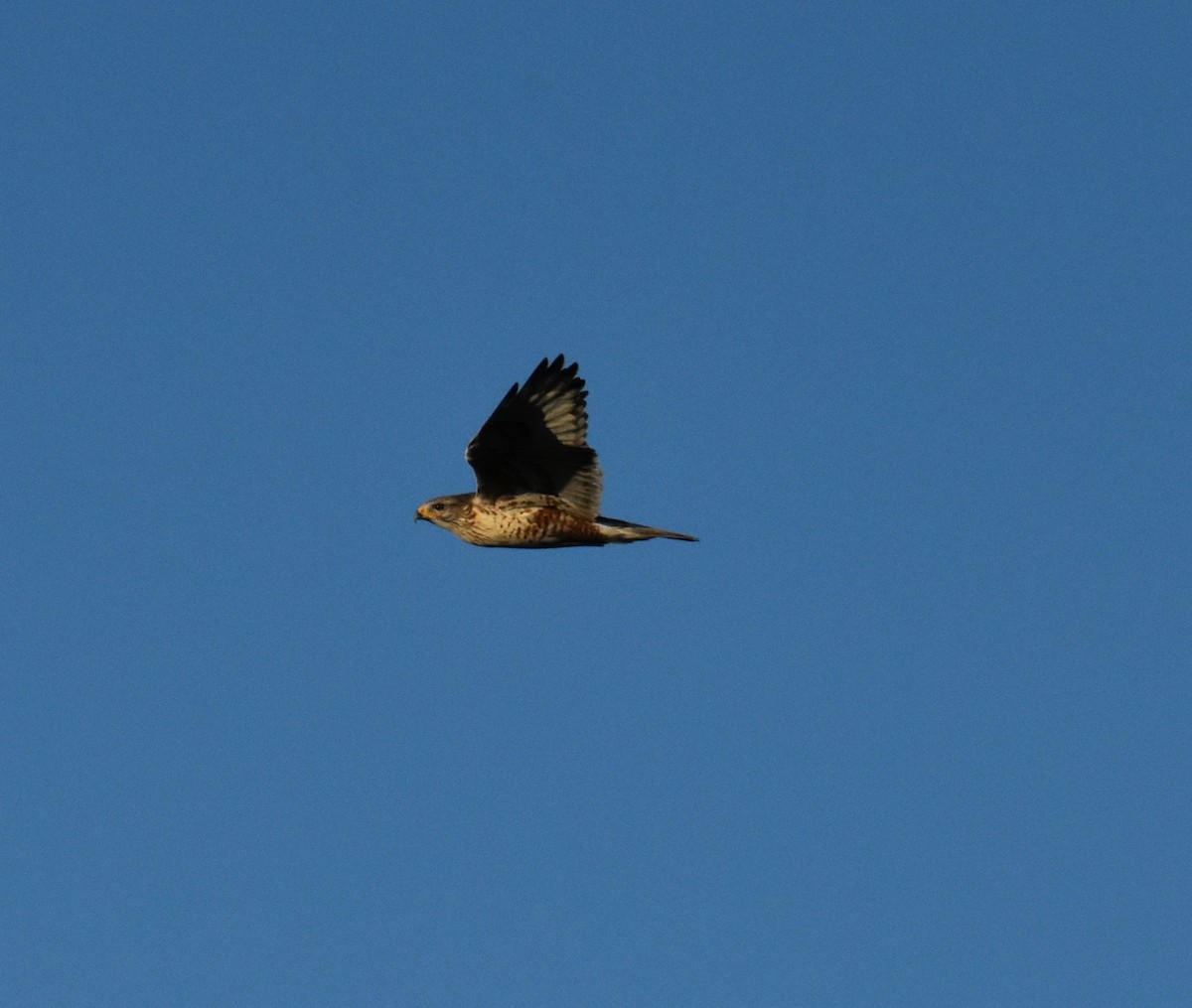 Ferruginous Hawk - ML612792247