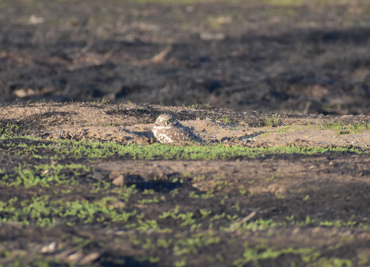 Burrowing Owl - ML612792255