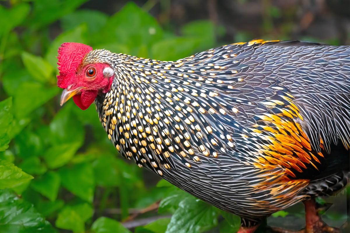 Gray Junglefowl - Rajkumar Das