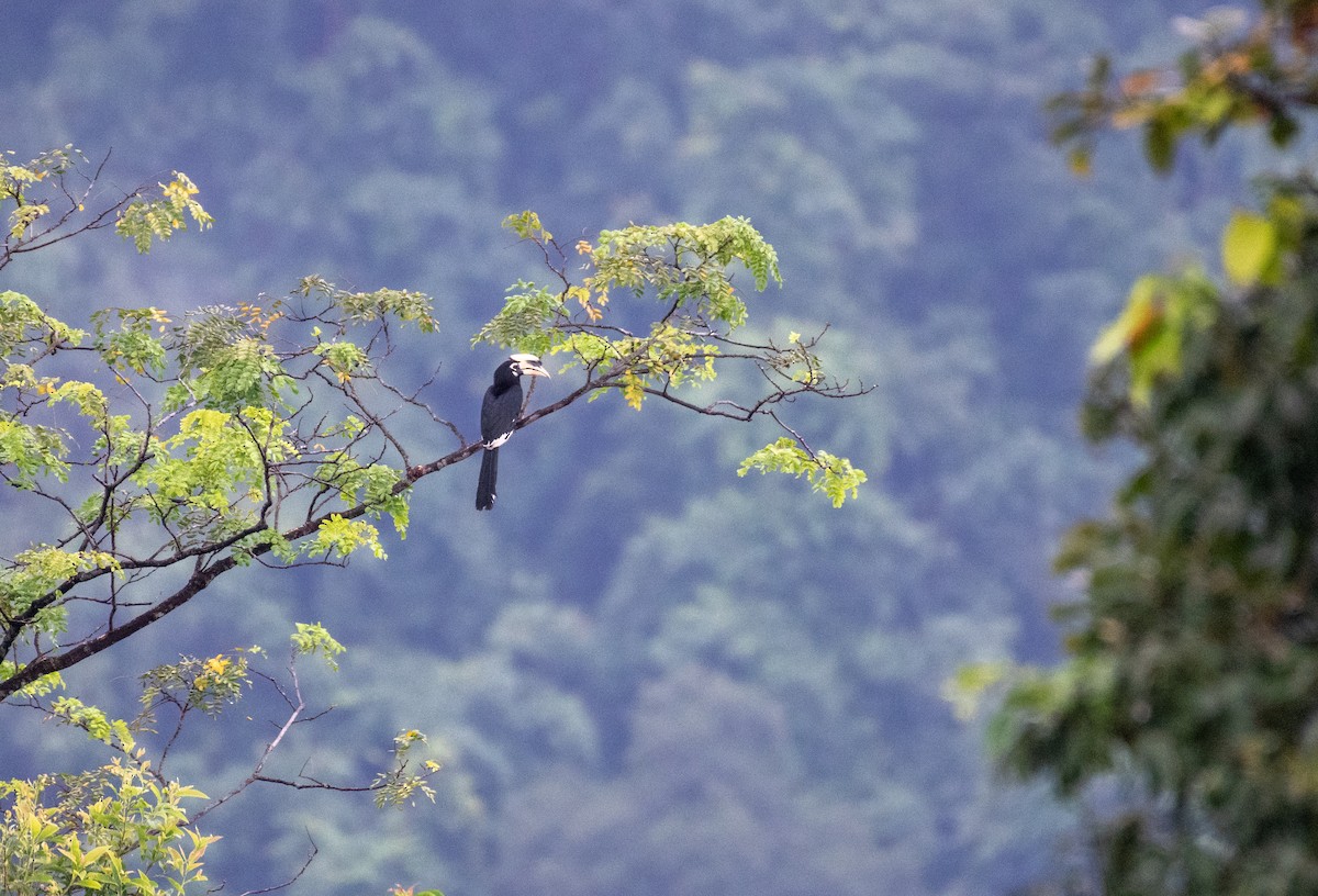 Oriental Pied-Hornbill - Manish Kumar Chattopadhyay