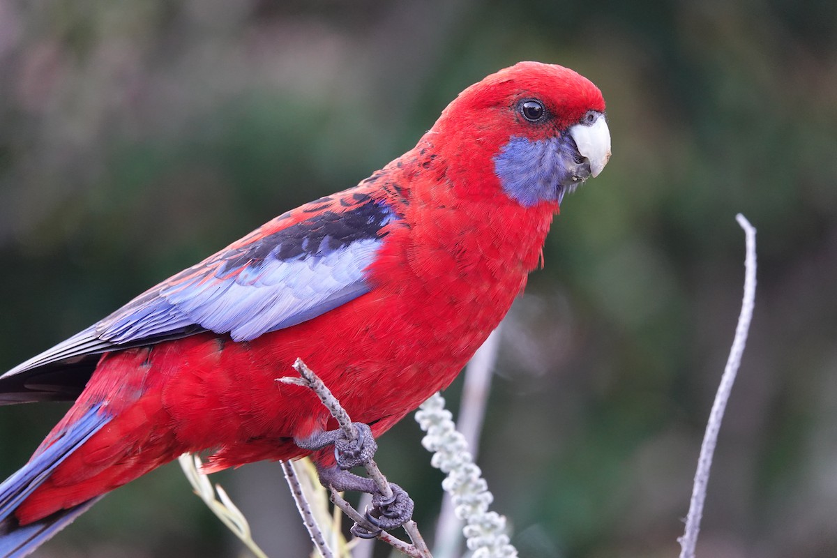 Crimson Rosella (Crimson) - ML612792368