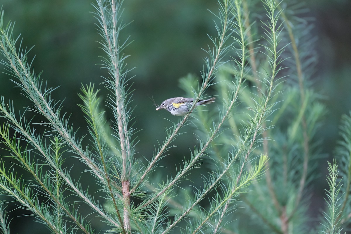 Yellow-rumped Warbler - ML612792421